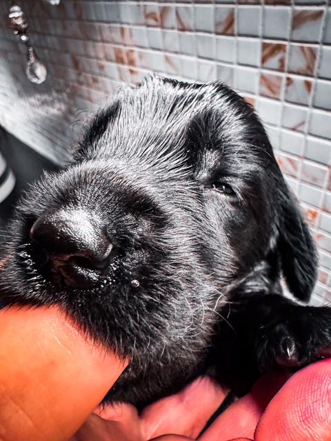Flat Coated Retriever s PP - krásná štěňátka - foto 2