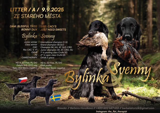 Flat Coated Retriever s PP - krásná štěňátka - foto 1