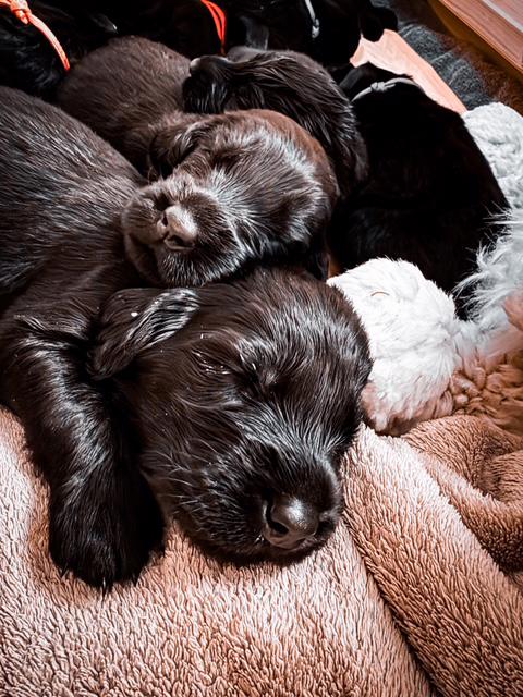 Flat Coated Retriever s PP - krásná štěňátka - foto 5