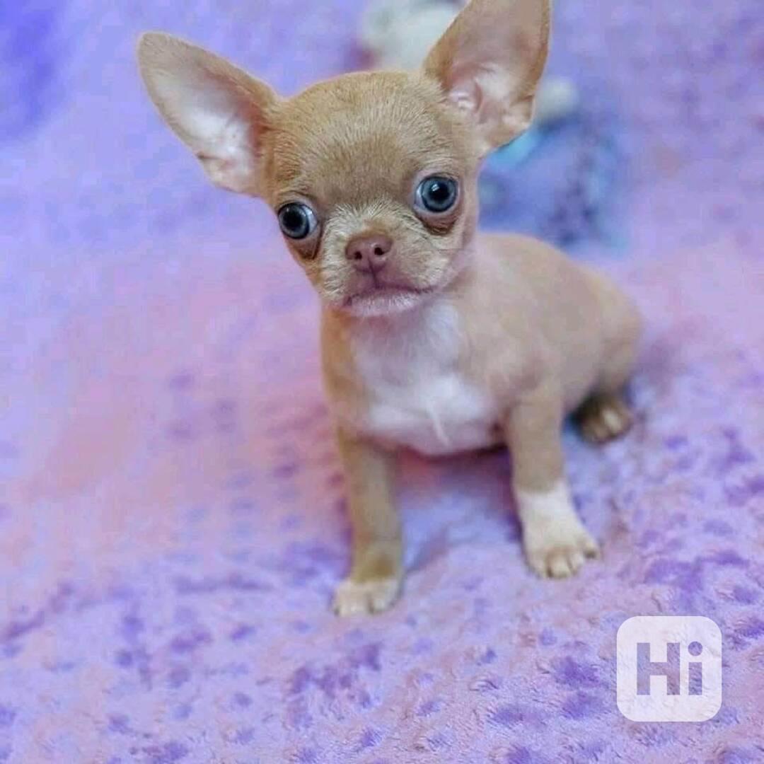 Štěňata čivavy - foto 1