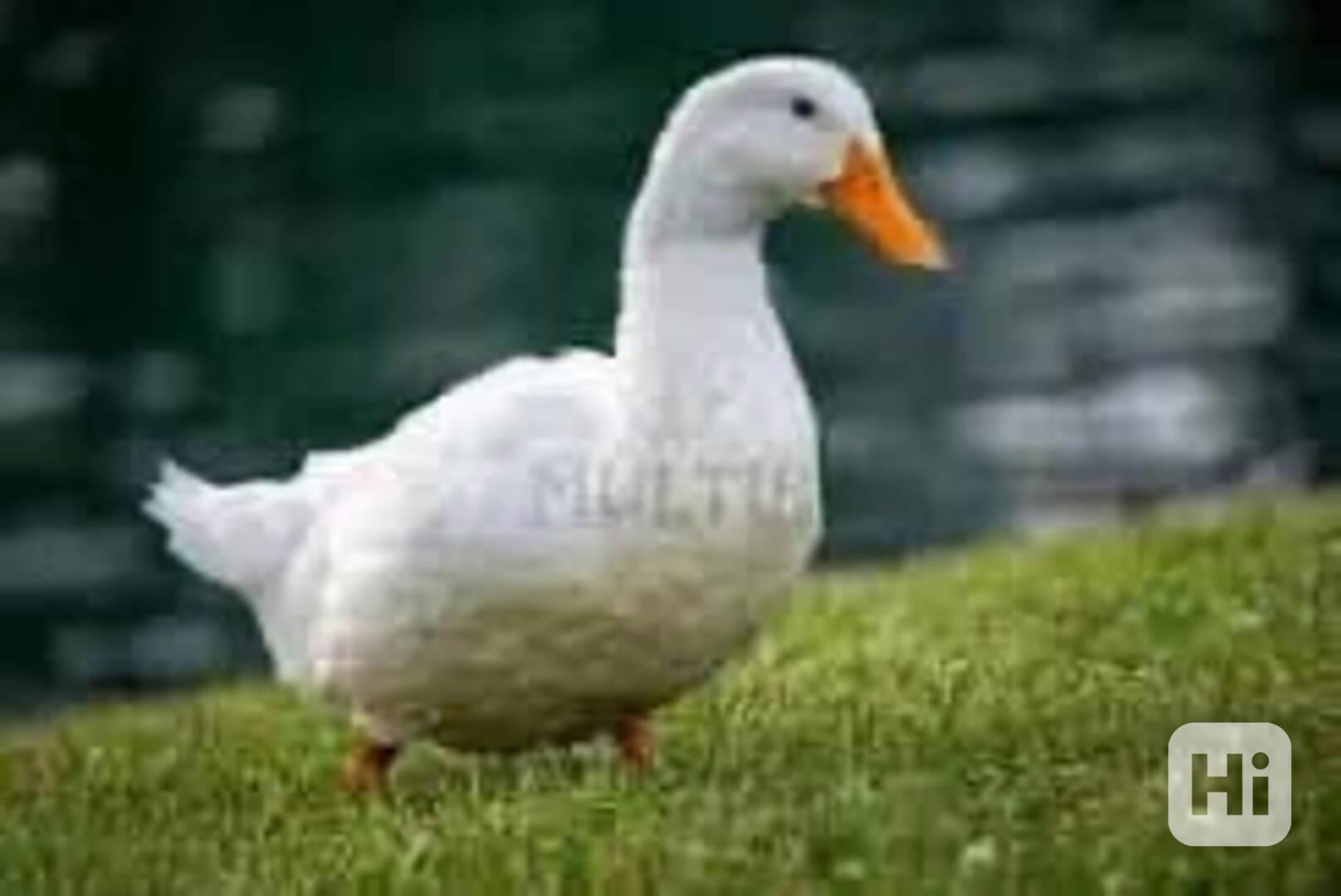 Prodej hus, kachen - foto 1