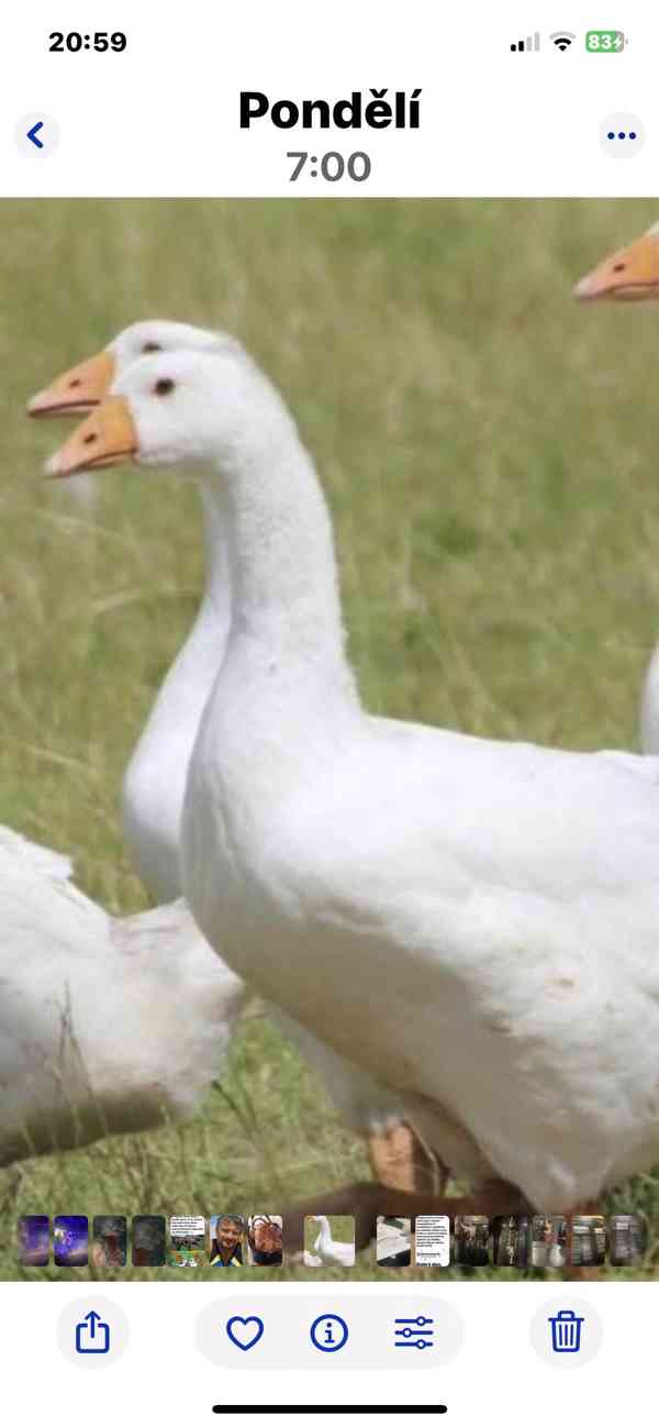 Prodej hus, kachen - foto 2