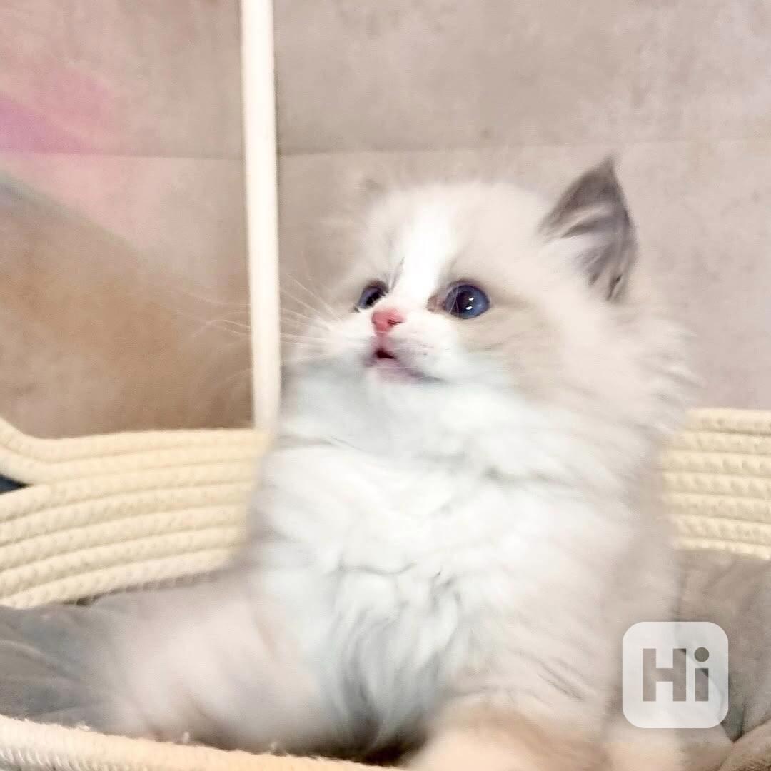 Rozkošná koťátka připravená ukrást vám srdce ❤️ - foto 1