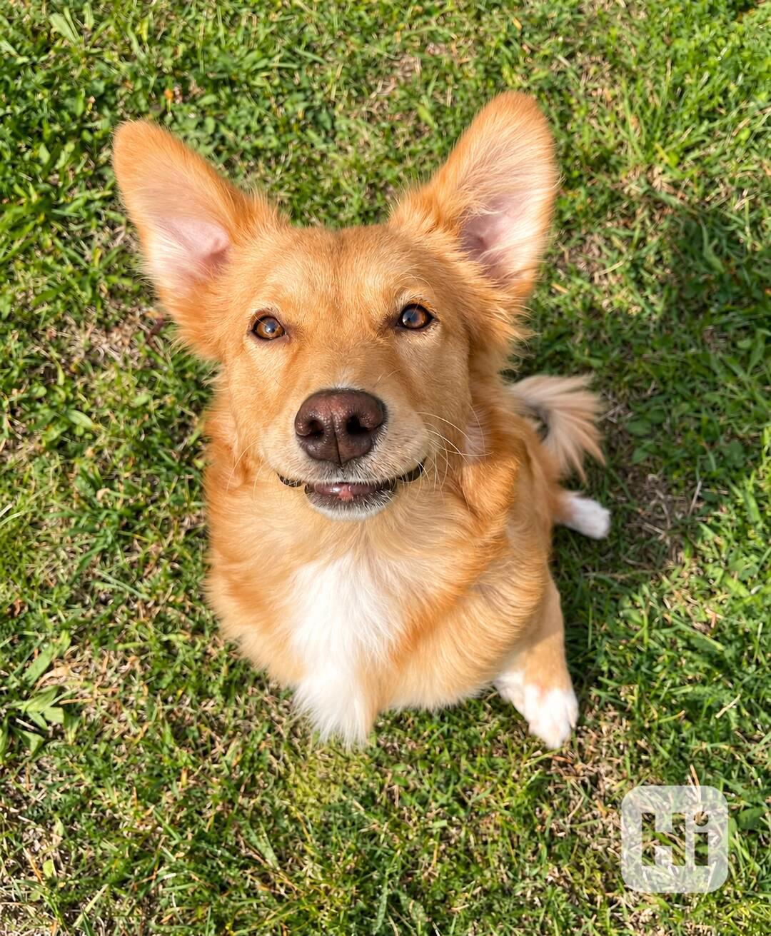 BERTÍK - 10 kg, 8 měsíců  - foto 1
