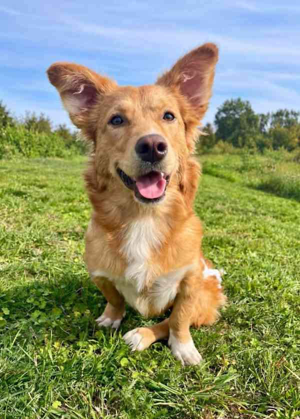 BERTÍK - 10 kg, 8 měsíců  - foto 3
