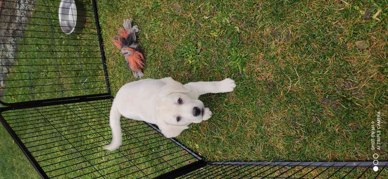 Labradorský retrívr štěňata s PP - foto 4