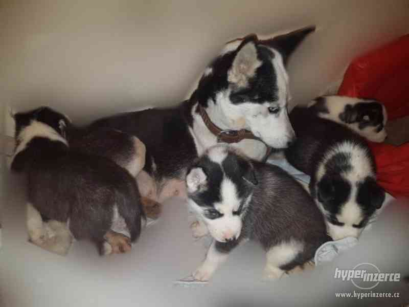 Štěňata sibiřský husky s PP - foto 2