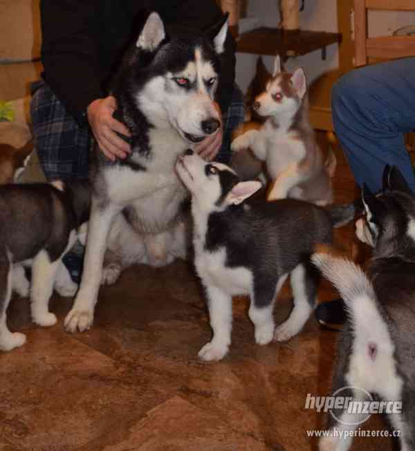 Štěňata sibiřský husky s PP - foto 3