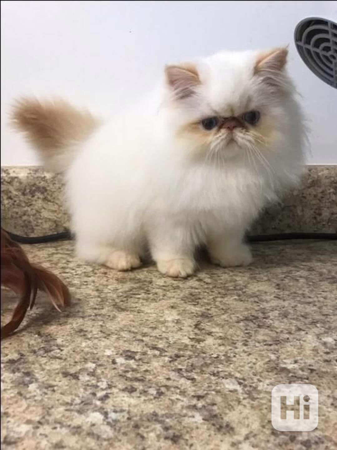 Rozkošná perská koťátka - foto 1