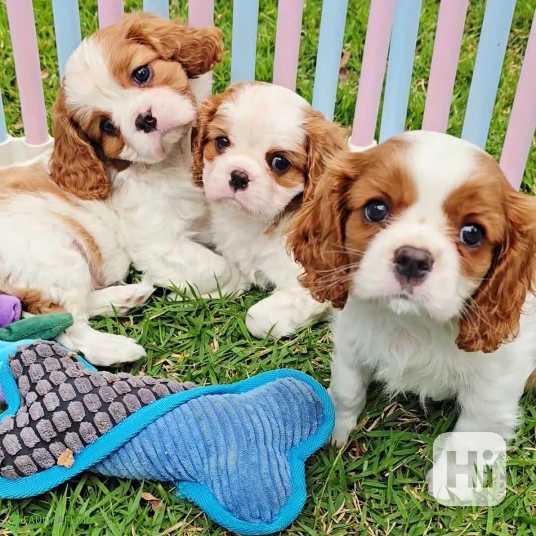   Volná štěňata kavalír King Charles španěl k adopci   - foto 1