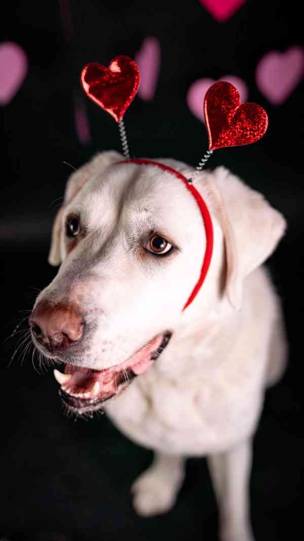 Theo - x pastevecký pes, hodný kluk, 3 roky - foto 4