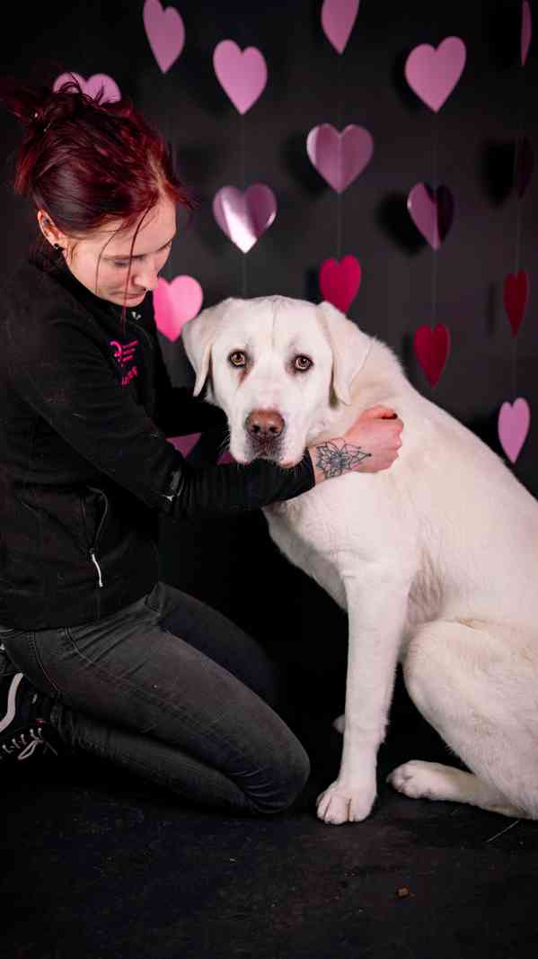 Theo - x pastevecký pes, hodný kluk, 3 roky - foto 7