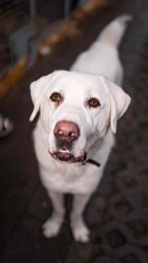 Theo - x pastevecký pes, hodný kluk, 3 roky - foto 8