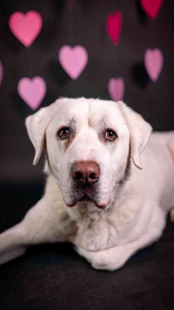 Theo - x pastevecký pes, hodný kluk, 3 roky - foto 5