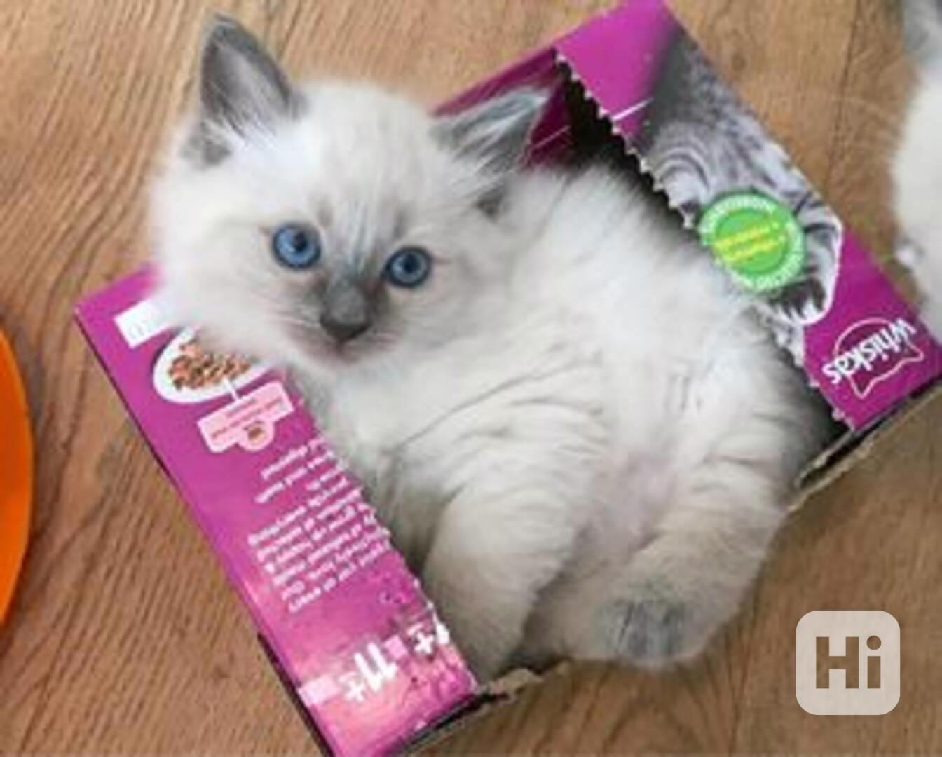 Koťátka plemene ragdoll pro dobré domovy - foto 1