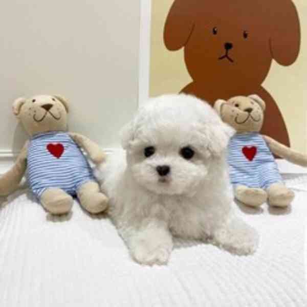 Štěňata maltipoo samci a samice k dispozici - foto 1