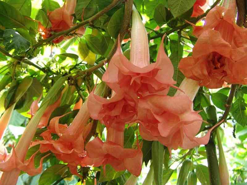sazenice Brugmansia Salmon perfektion - Andělská trumpeta - foto 1