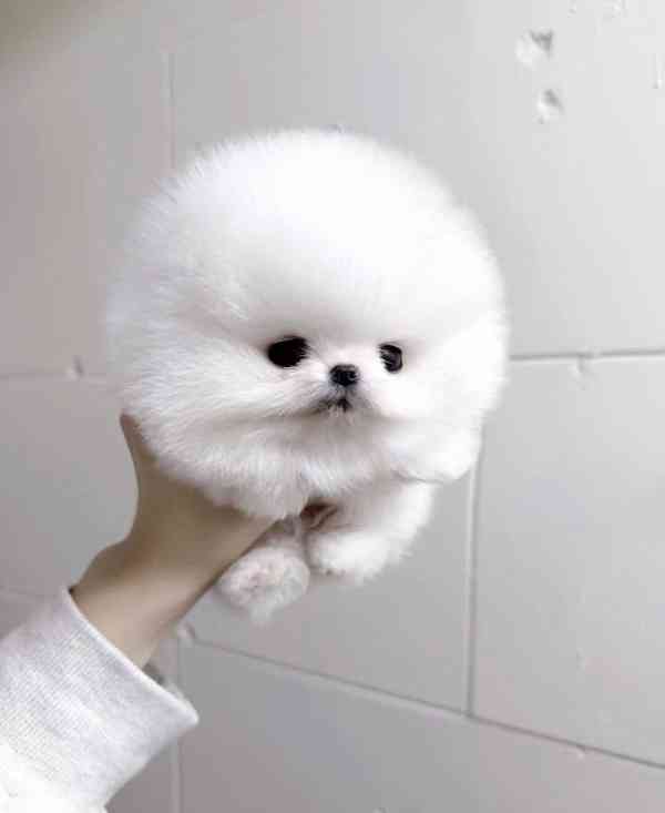 Štěně bílého pomeraniana k adopci - foto 1