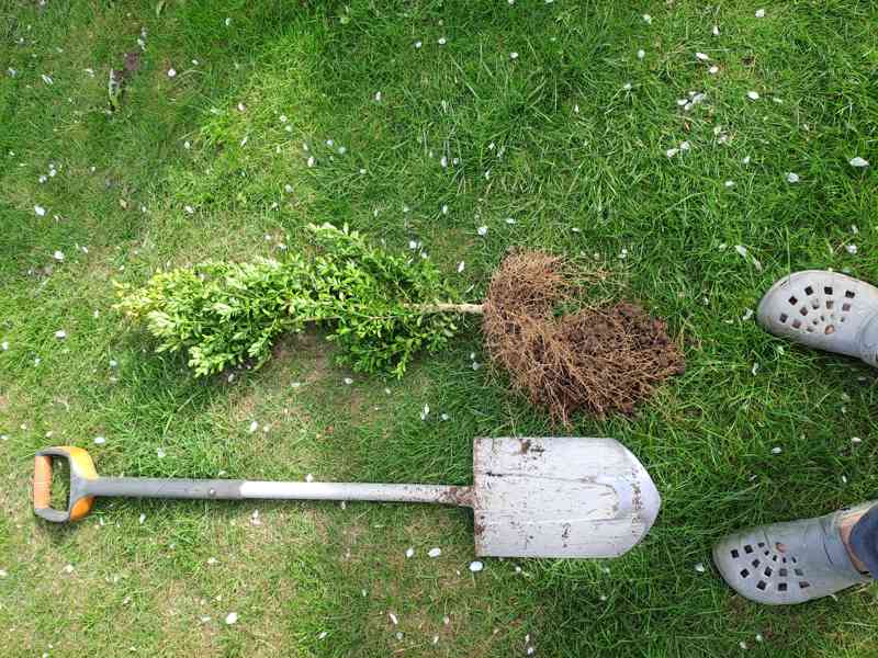 Zimostráz obecný 'Suffruticosa' - foto 2