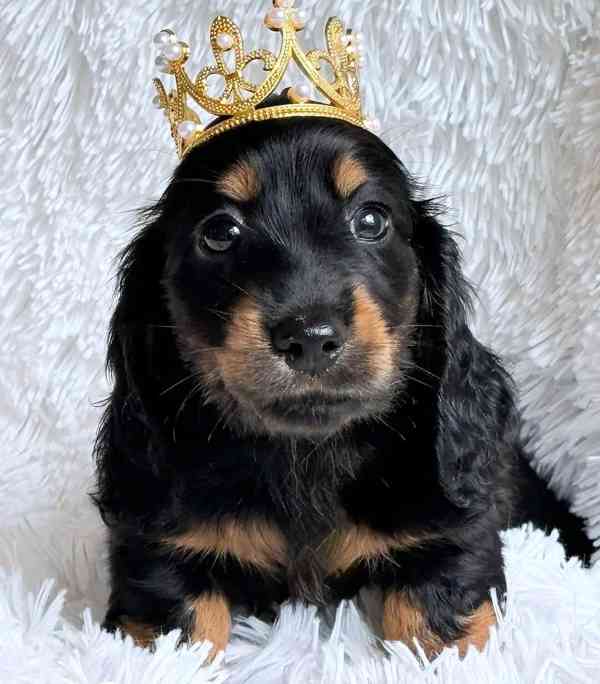 Štěňata jezevčíka k adopci - foto 5