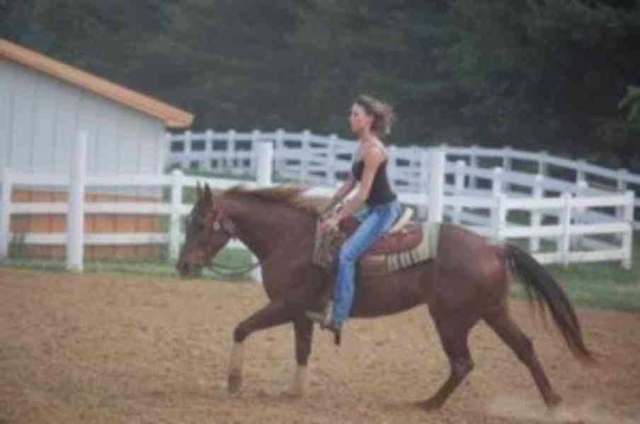 Čtvrth Gelding kůň pro přijetí Barva: Red Roan Plemeno: čt - foto 1