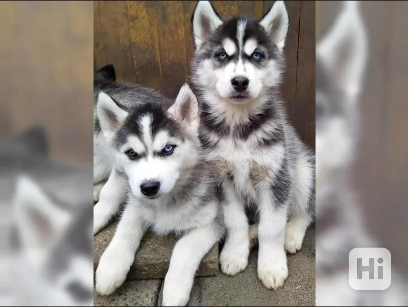 Štěňata Sibiřský Husky - foto 1