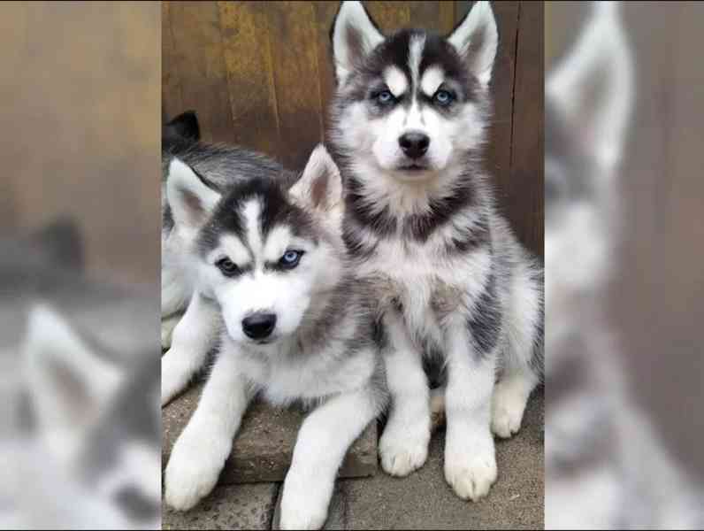 Štěňata Sibiřský Husky - foto 1