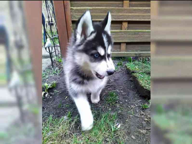 Štěňata Sibiřský Husky - foto 2
