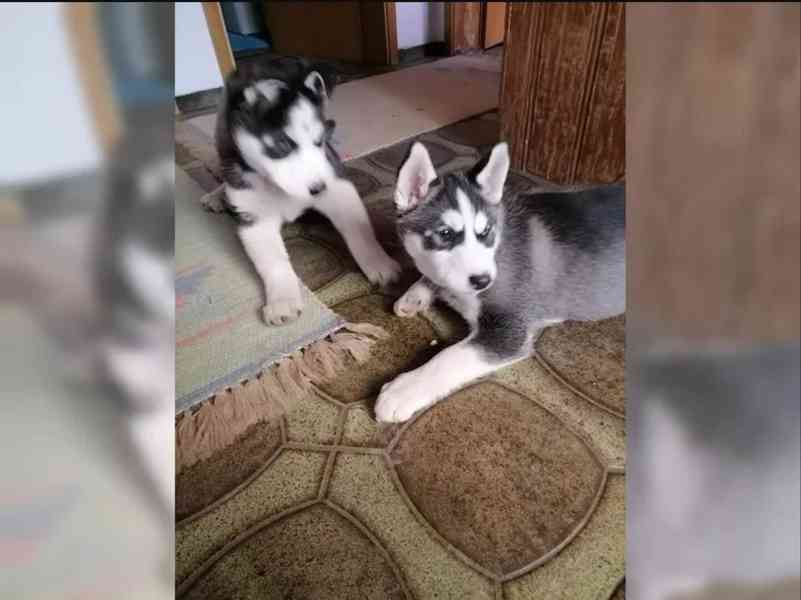 Štěňata Sibiřský Husky - foto 5