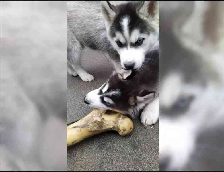 Štěňata Sibiřský Husky - foto 4