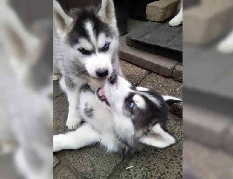 Štěňata Sibiřský Husky - foto 3