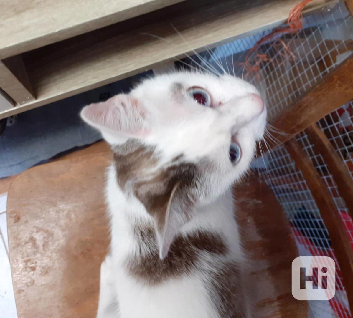 Mazlivá bílá kočička s mouratými znaky 1,5roční Miši - foto 1