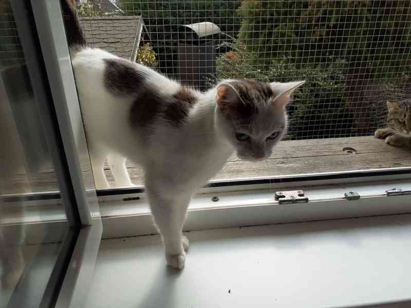 Mazlivá bílá kočička s mouratými znaky 1,5roční Miši - foto 11