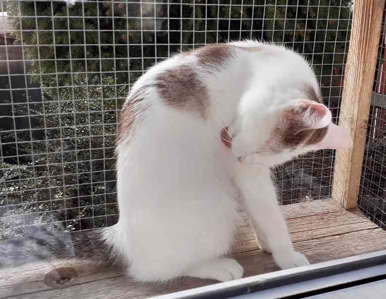 Mazlivá bílá kočička s mouratými znaky 1,5roční Miši - foto 5