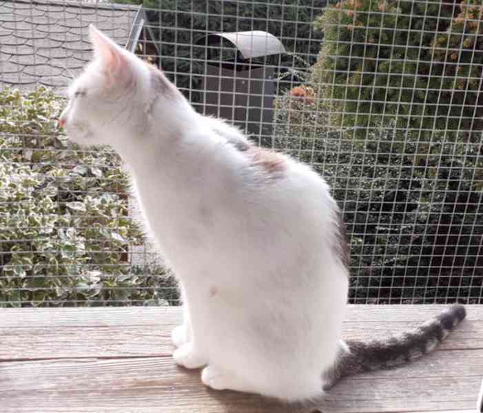 Mazlivá bílá kočička s mouratými znaky 1,5roční Miši - foto 6