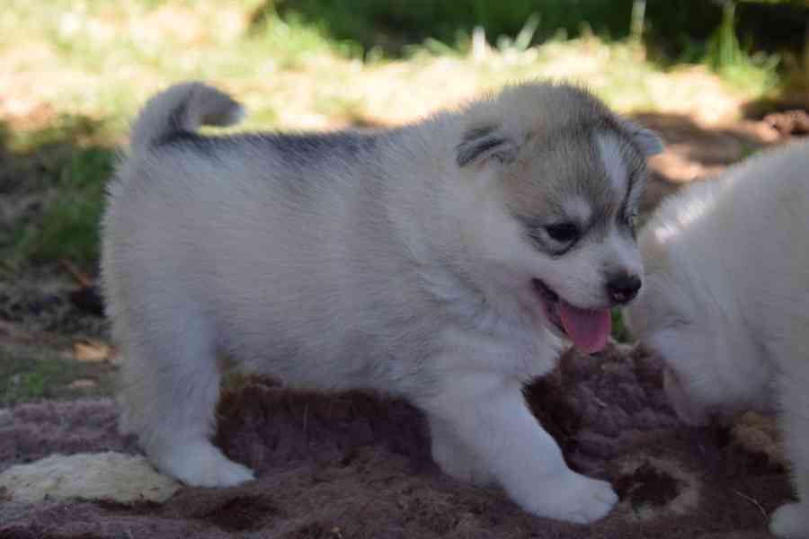 Daruji huskyho psa - foto 1