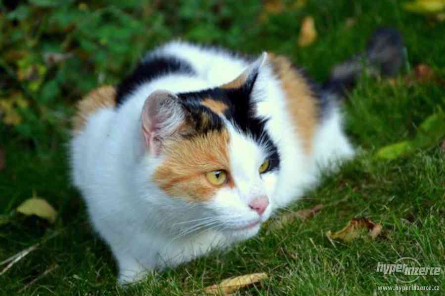Tříbarevná kočka 1,5 roku stará - foto 1