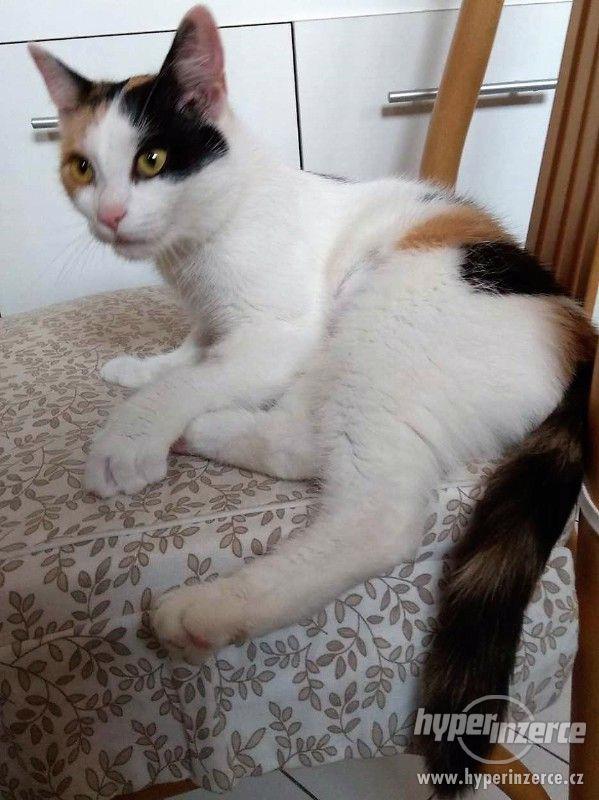 Tříbarevná kočka 1,5 roku stará - foto 4