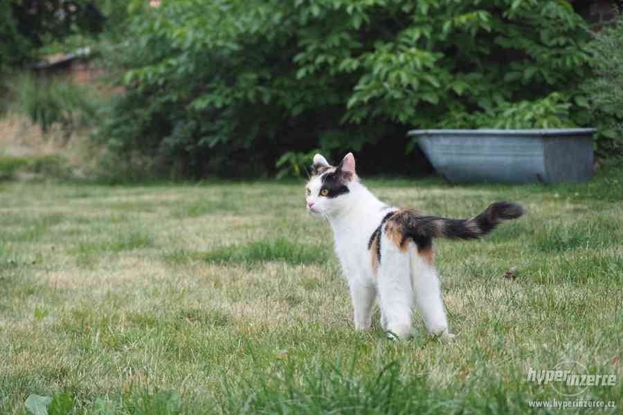 Tříbarevná kočka 1,5 roku stará - foto 5