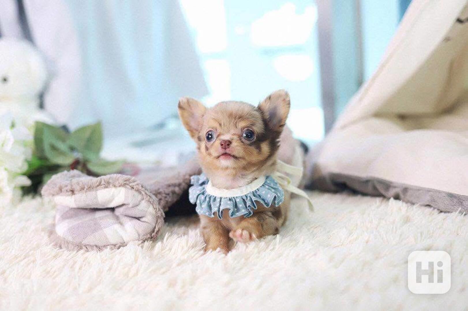 Štěňata čivavy - foto 1