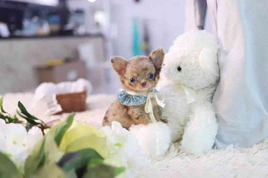 Štěňata čivavy - foto 2