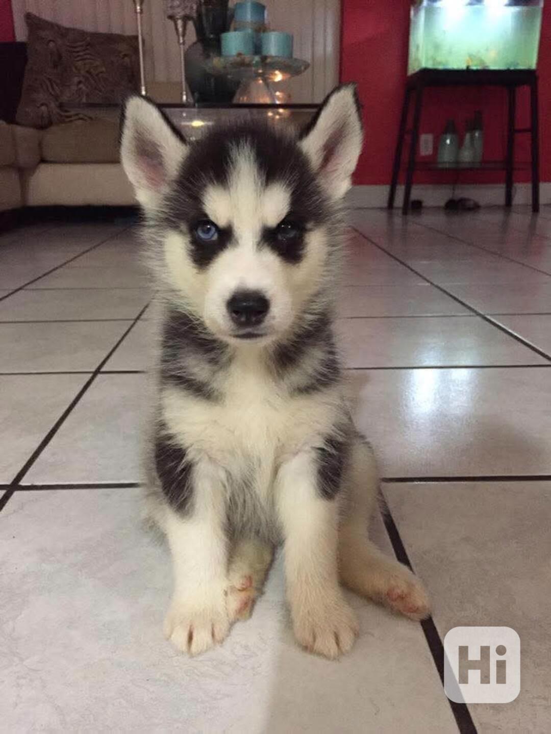 ŠTĚŇATA SIBIŘSKÉHO HUSKYHO - foto 1