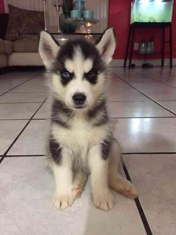 ŠTĚŇATA SIBIŘSKÉHO HUSKYHO - foto 1