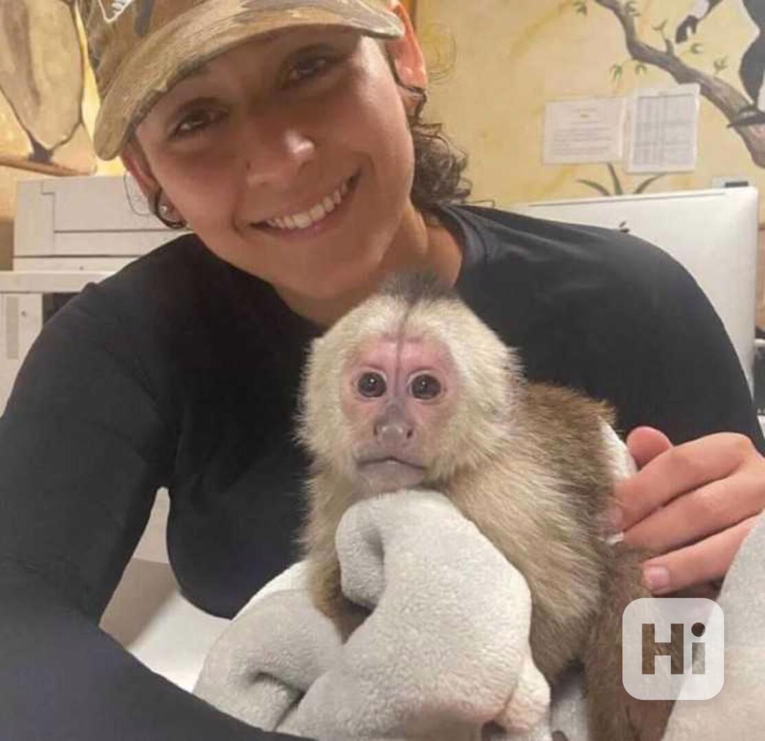 PŘÍTELSKÉ OPICE K ADOPCI   !(!) - foto 1