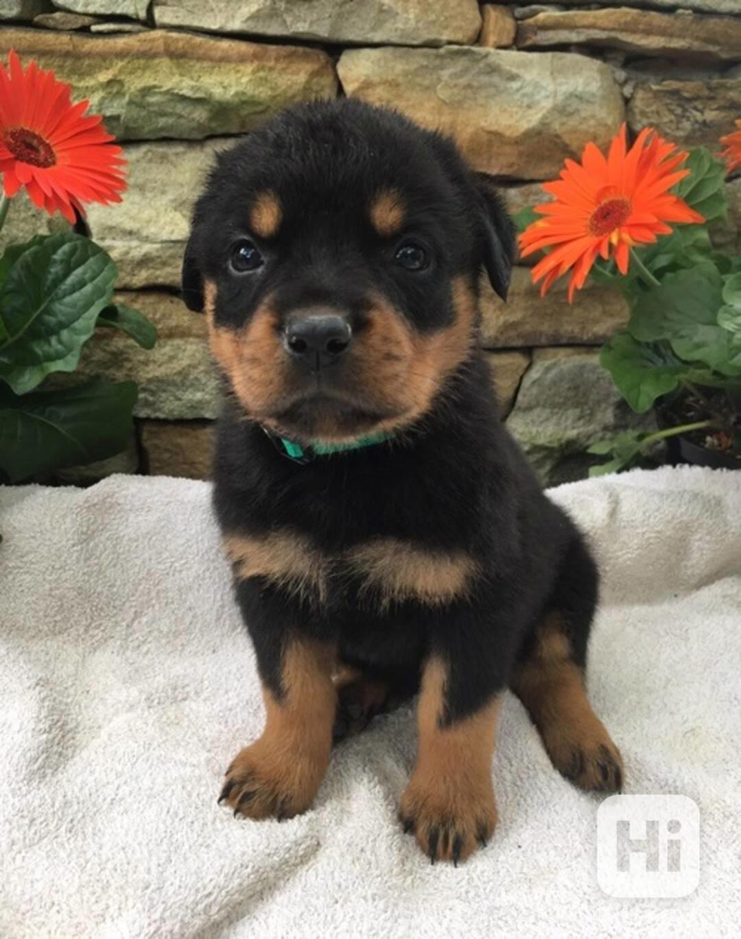 štěňata rotvajlera k adopci - foto 1