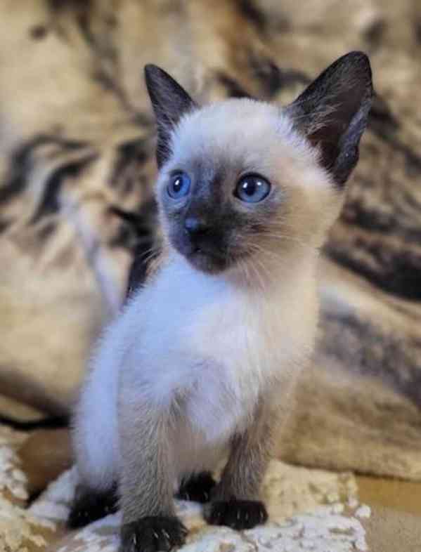 Siamská koťátka s pp - foto 1