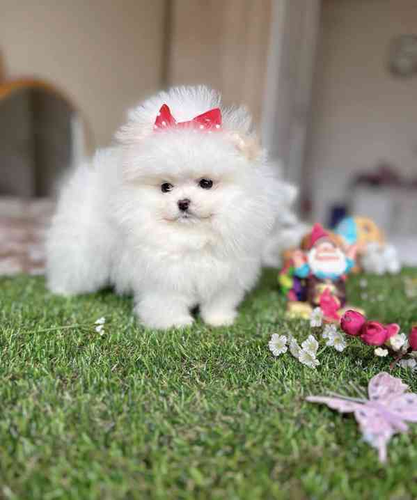 Zdravá štěňata pomeraniana k adopci. - foto 2