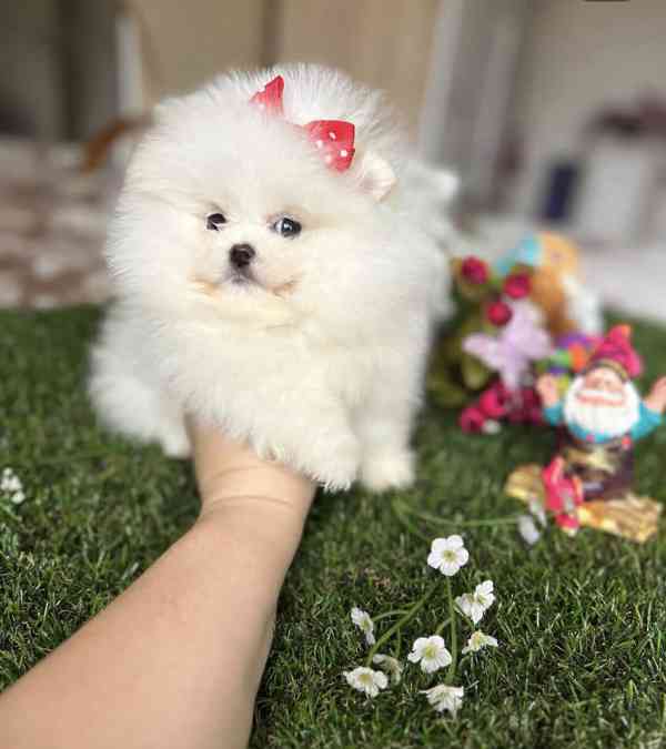 Zdravá štěňata pomeraniana k adopci. - foto 3