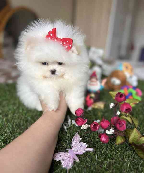 Zdravá štěňata pomeraniana k adopci. - foto 1