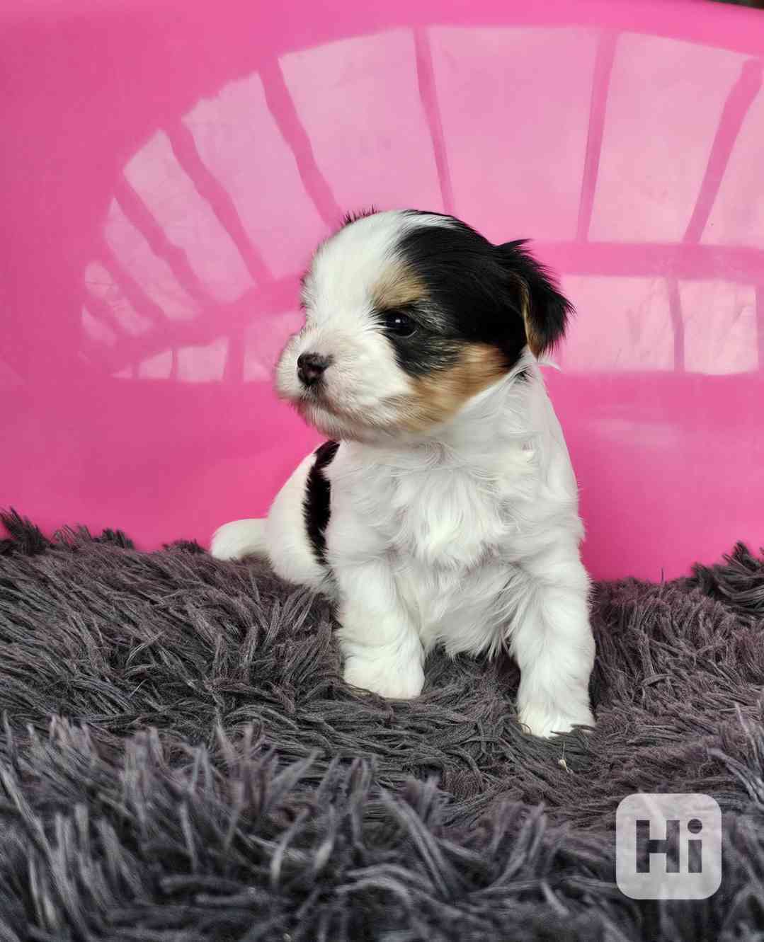 Biewer jorkšírský teriér s PP - foto 1